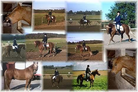 New Forest Labbenhus Peter Pan solgt billede 19