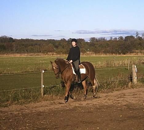 New Forest Labbenhus Peter Pan solgt billede 20