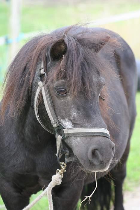 Shetlænder Tulle - tullemor................ billede 7