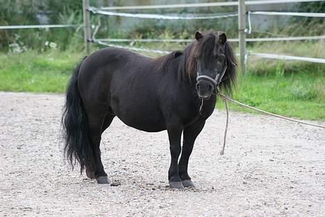 Shetlænder Tulle - lille mor. hvor hun sørger for at der ikke kommer for meget trafik forbi billede 8