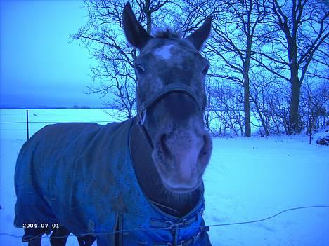 Knabstrupper Desna solgt )':  - desna i sne hehe :P billede 9