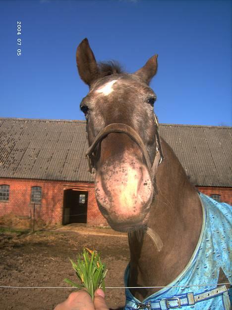 Knabstrupper Desna solgt )':  - vi drillede hende ;b billede 10