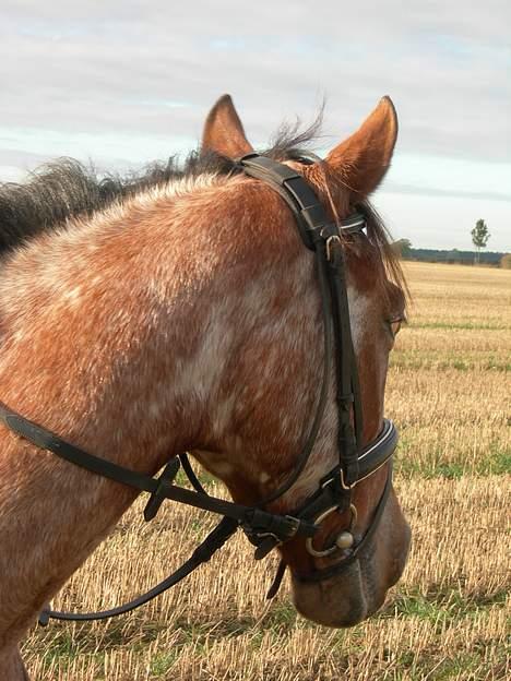 Knabstrupper Arabells Lamborghini billede 1