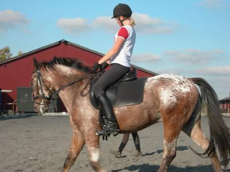 Knabstrupper Arabells Lamborghini billede 2