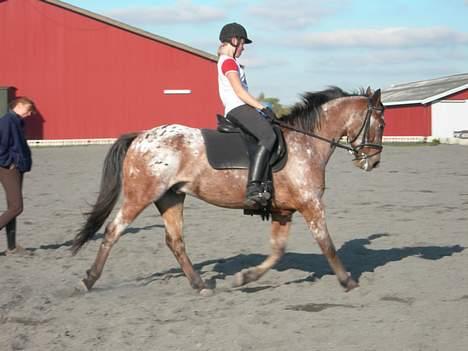 Knabstrupper Arabells Lamborghini billede 3