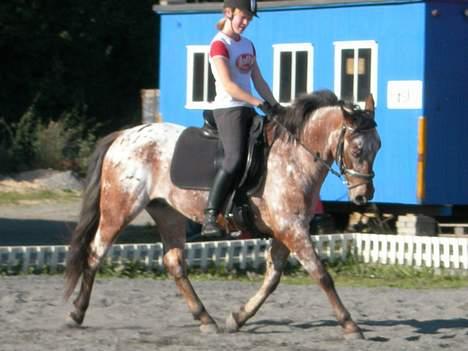 Knabstrupper Arabells Lamborghini billede 4