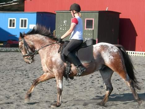 Knabstrupper Arabells Lamborghini billede 5