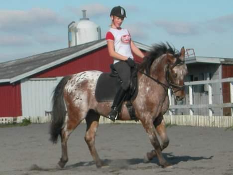 Knabstrupper Arabells Lamborghini billede 6