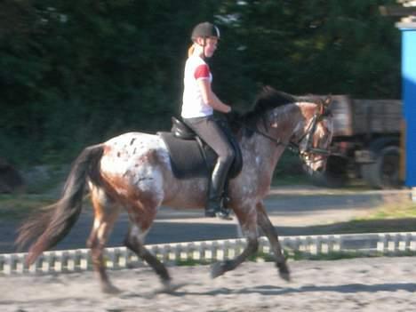 Knabstrupper Arabells Lamborghini billede 7