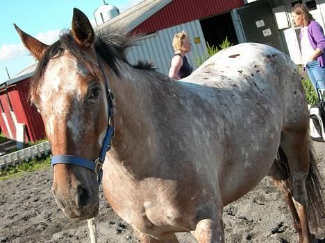 Knabstrupper Arabells Lamborghini billede 8