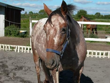 Knabstrupper Arabells Lamborghini billede 9