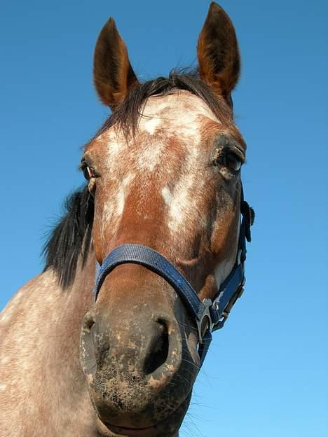 Knabstrupper Arabells Lamborghini billede 10