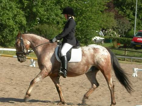 Knabstrupper Arabells Lamborghini billede 11