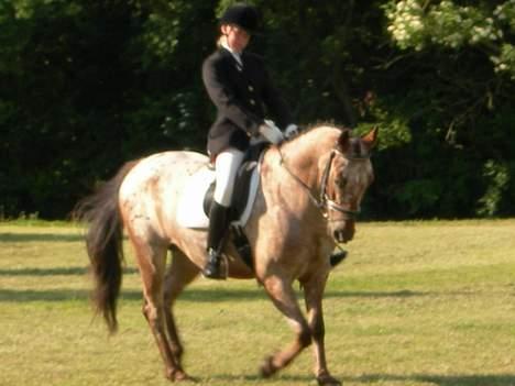 Knabstrupper Arabells Lamborghini billede 12