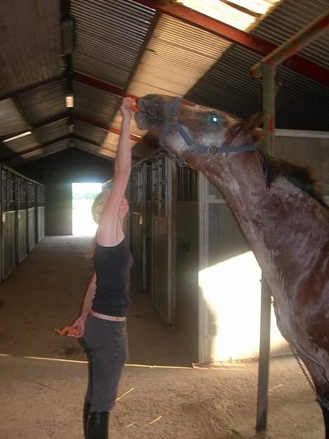 Knabstrupper Arabells Lamborghini billede 13