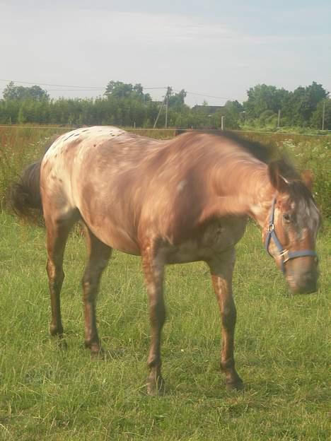 Knabstrupper Arabells Lamborghini billede 14