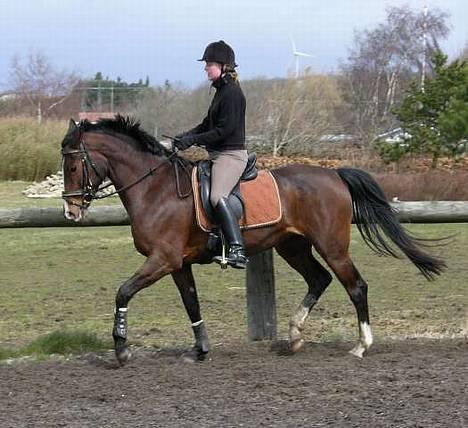 Anden særlig race Malou - malou under dressurtræning billede 2