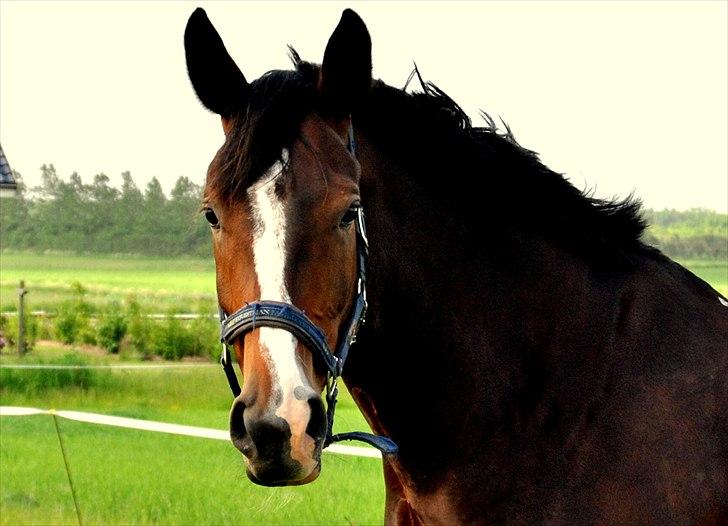 Anden særlig race Malou - på mark en dejlig sommerdag billede 8