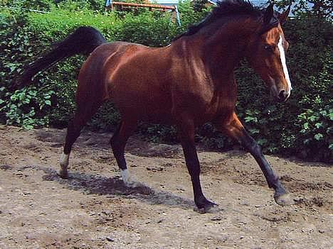 Anden særlig race Malou - malou i fuld galop billede 10