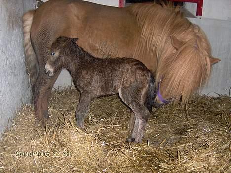 Shetlænder lady * Solgt * - lady lige efter frida var kommet til verden  billede 1