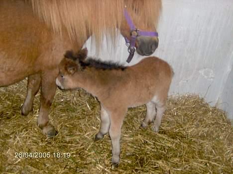 Shetlænder lady * Solgt * - her er frida så en dag gammle :-D billede 2