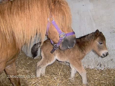 Shetlænder lady * Solgt * - er vi ikke bare dejlig :-D billede 3