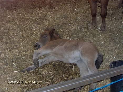 Shetlænder lady * Solgt * - ja ja man kan jo blive træt når man er lille  billede 4