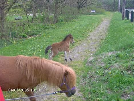 Shetlænder lady * Solgt * - dammm frida nyder at være ude og lege ... dette er inden børnehaven kom op for at se lille frida  billede 5