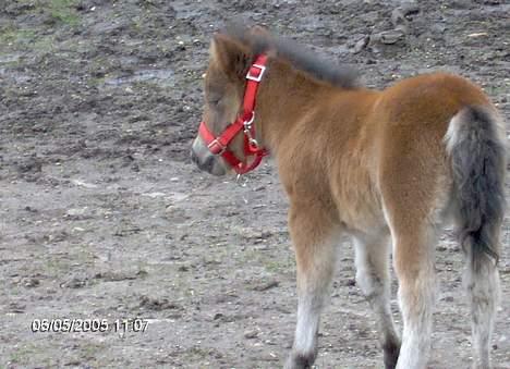 Shetlænder lady * Solgt * - frida med hendes nye grime som hun har fået af Rasmus :-D så fin og så rød :-)) billede 6