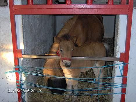 Shetlænder lady * Solgt * - lady og frida stå i heste-boks da de var inde endnu så lågen var lavet så de kunne kigge ud  billede 7