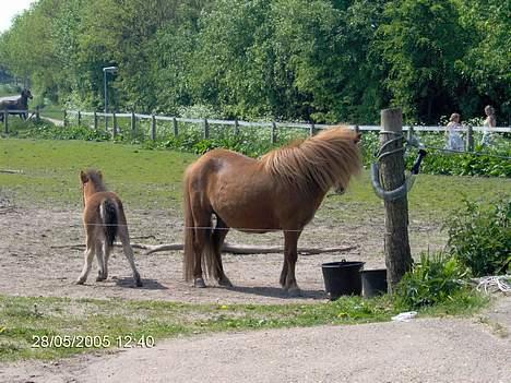 Shetlænder lady * Solgt * - lady og frida hygger sig i solen :-D billede 8