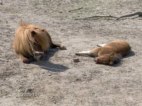 Shetlænder lady * Solgt * - lady og frida tager sol bad i midt i solen :-)) billede 9