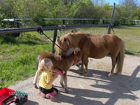 Shetlænder lady * Solgt * - mie på 4 er lige ved at finde ud hvad hun skal bruge så frida bliver fin :-)) billede 10