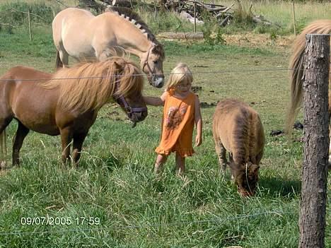 Shetlænder lady * Solgt * - mie på marken efter lady og frida en dejlig sommer dag  billede 11