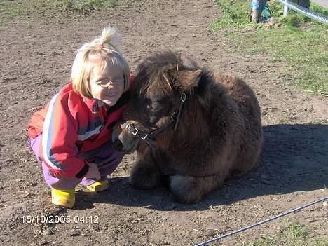 Shetlænder lady * Solgt * - mie og frække frida som er ret rolig lige nu så det er billede tid :-)) billede 12