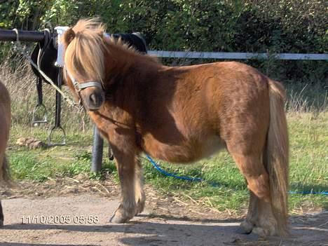 Shetlænder lady * Solgt * - lady stå og venter på at smeden kommer :-)) billede 13