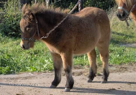 Shetlænder lady * Solgt * - ja ja frida skal jo også have smed for første gang bare det nu går men igen vist hun sin gode siden og gjorde som smeden ville have :-)) billede 14