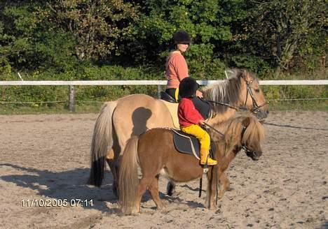 Shetlænder lady * Solgt * - mie ude og ride sammen med en af de andre piger fra gården :-)) de hygger sig og får lige en snak  billede 15