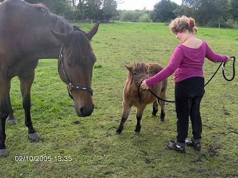 Shetlænder lady * Solgt * - frida på marken sammen med anja hvor frida igen vil lege *GGG* billede 16