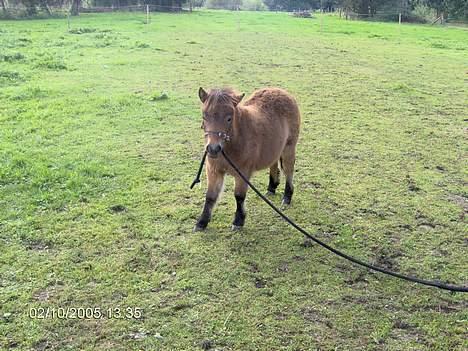 Shetlænder lady * Solgt * - hvem mon frida har i snor her :-)) billede 17