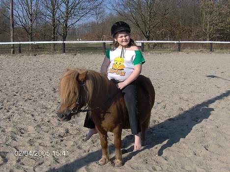 Shetlænder lady * Solgt * - her er anja så på lady inden frida kom til verden  billede 18