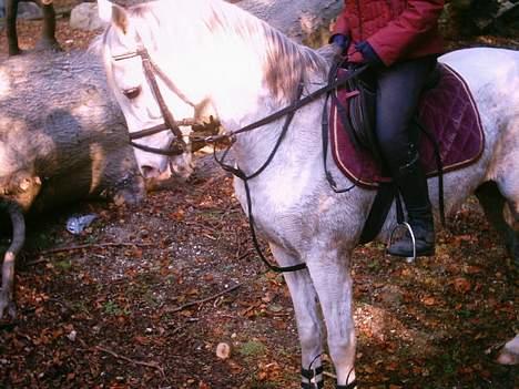 Arabisk fuldblod (OX) Aliman OX R.I.P. - Er i Dyrehaven, efterårsferien 2005 billede 7