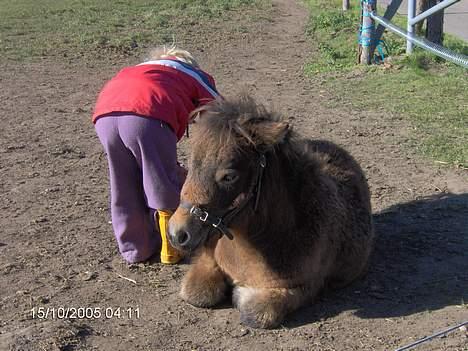 Shetlænder lady * Solgt * - ja her er mie ved at kigge lidt på frida som ikke gider at stå op bare fordi hun skal se på hende men prøv at se hvor stor frida ser ud på dette billede :-)) billede 19