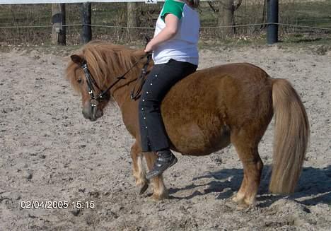 Shetlænder lady * Solgt * - før frida kom til ...... her prøver anja på at få lady til at gå meget pæn men puha hun er god fed her på :-)) billede 20