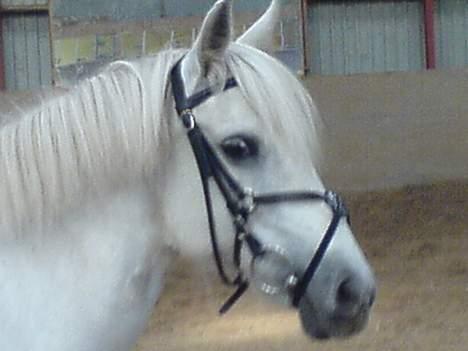 Anden særlig race Sabell - se mit nye hovedtøj r mig ikke flot !? billede 1