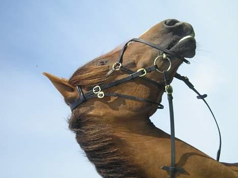 Anden særlig race Samson Solgt - samson kigger lige banen hihi det er på bogø billede 6