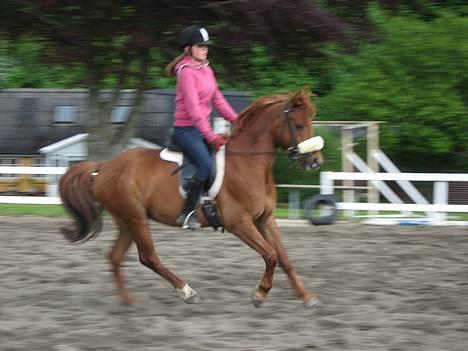 Anden særlig race Sebastian - Maj 2006. Galoppen er ved at være på plads billede 10