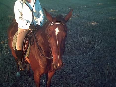 Traver SikSak (Død 2011) billede 5