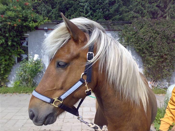 Islænder Silfur fra Trampboli - Min lille hest med englehår (sommer 2007) billede 1