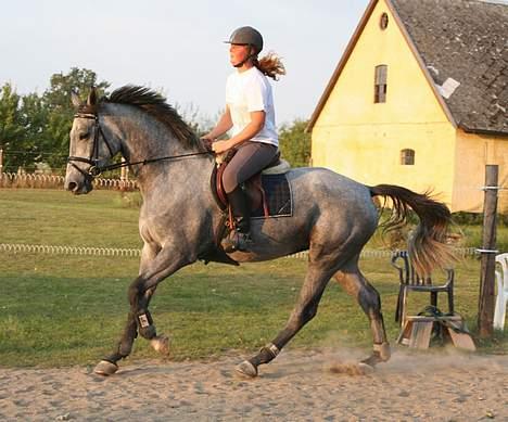 Holstener Coronadi II M - Træning hjemme 2005 billede 2